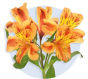 Alstroemeria