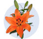 Asiatic Lily