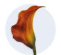 Orange Mini Calla Lily