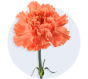 Carnation