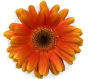 Gerbera