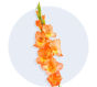 Gladiolus