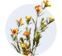 Waxflower