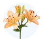 Peach Asiatic Lily