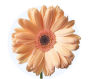 Peach Gerbera Daisy