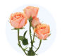 Peach Spray Rose