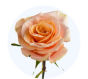 Peach Standard Rose