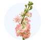 peach-stock_6852e3ea98960.jpg