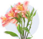 Alstroemeria