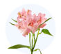 Alstroemeria