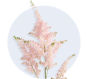 Astilbe