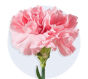 Carnation