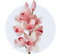 Cymbidium Orchid