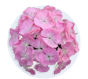 Dianthus