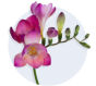 Freesia