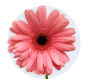 Pink Mini Gerbera Daisy