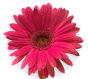 Gerbera