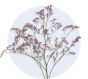 Limonium