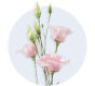 Lisianthus