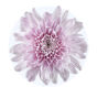 Chrysanthemum