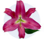 Oriental Lily