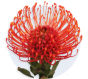 Pincushion Protea