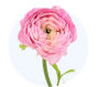 Pink Ranunculus