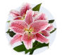 Stargazer Lily