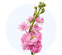 pink-stock_6846f25f3e0b0.jpg