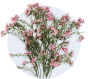 Waxflower