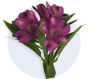 Alstroemeria