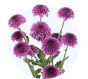Purple Button Mum