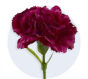 Carnation