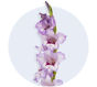 Gladiolus