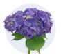 Purple Mini Hydrangea