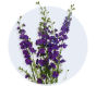 Larkspur