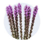 Liatris