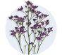 Limonium