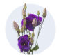 Lisianthus