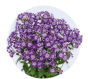 Phlox