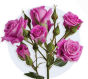 purple-spray-rose.jpg