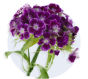 Sweet William