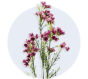 Waxflower