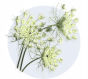 Queen Anne's Lace