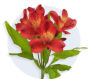 Alstroemeria