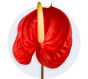 Anthurium