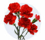 Mini Carnation