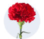 Carnation