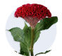 Celosia