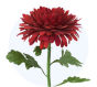 Chrysanthemum